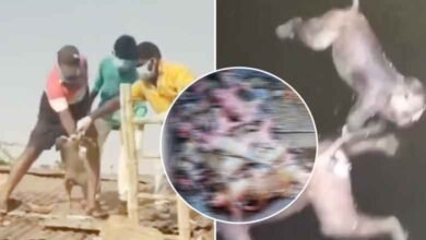پینے کے پانی کے ٹینک میں تقریباً 30 بندروں کی لاشیں پائی گئیں (ویڈیو وائرل)