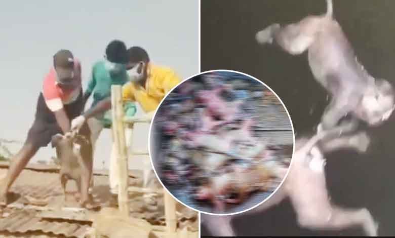 پینے کے پانی کے ٹینک میں تقریباً 30 بندروں کی لاشیں پائی گئیں (ویڈیو وائرل)
