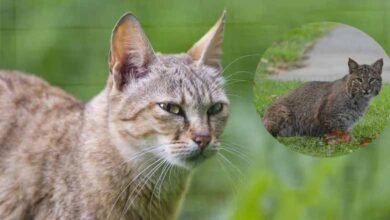 حیدرآبا: جنگلی بلی کے نظرآنے پر مقامی افراد میں خوف