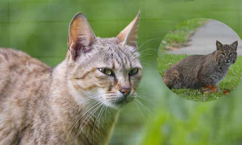 حیدرآبا: جنگلی بلی کے نظرآنے پر مقامی افراد میں خوف