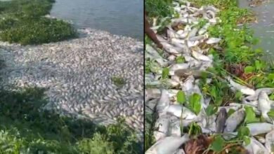 تلنگانہ: تالاب میں 10ٹن مچھلیاں مردہ پائی گئیں: ویڈیو
