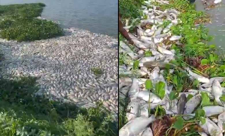 تلنگانہ: تالاب میں 10ٹن مچھلیاں مردہ پائی گئیں: ویڈیو