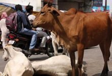 راجستھان میں گائیوں کے لئے آوارہ کی اصطلاح استعمال نہیں کی جائے گی: حکومت
