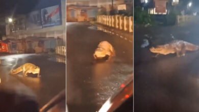 مہاراشٹرا: رتناگری کی سڑک پر 8 فٹ لمبا مگرمچھ، ویڈیو نے سنسنی دوڑا دی