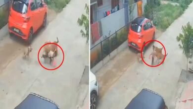 گھر کے باہر کھیل رہے بچہ پر کتوں کا حملہ (ویڈیو وائرل)