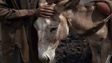 چین میں مانگ بڑھنے سے پاکستانی گدھوں کی قیمتوں میں اضافہ