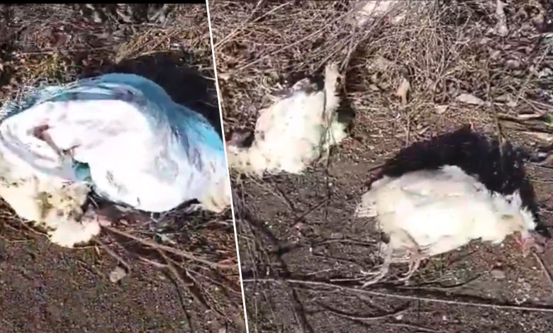 حیدرآباد: مردہ مرغیوں کا ڈھیر،عوام میں تشویش