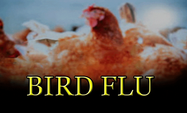 تلنگانہ میں برڈ فلو سے بچاؤ کے لیے حفاظتی تدابیر کو مزید سخت کر دیا