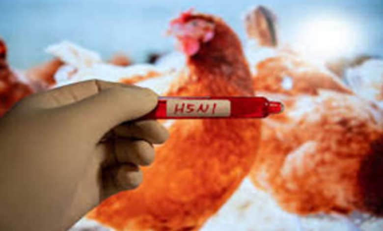 تلنگانہ میں (برڈ فلو) سے بچاؤ کے لیے حفاظتی تدابیر کو مزید سخت کر دیا