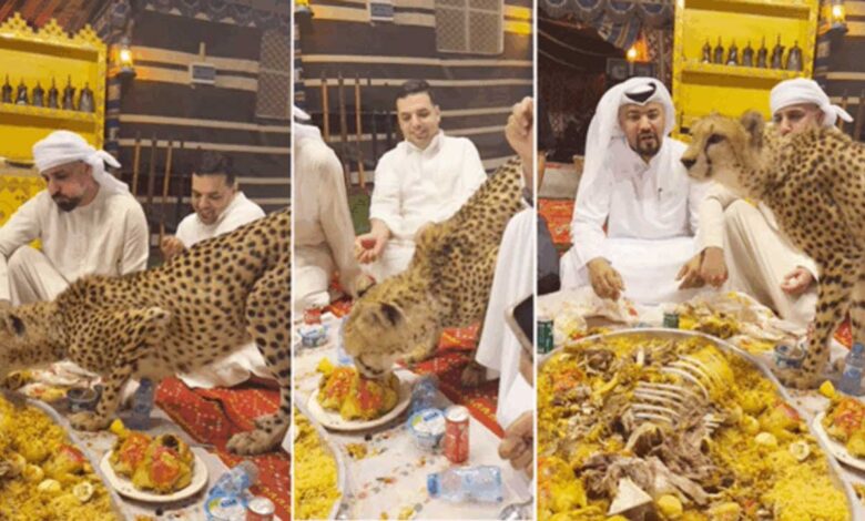 شاہی دعوت کے دوران اچانک چیتے کی انٹری ، شیخوں کی مہمان نوازی یا خطرناک شوق؟ (ویڈیو)