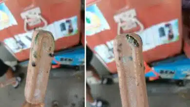 آئس کریم میں جما ہوا زہریلا سانپ، تصویر وائرل