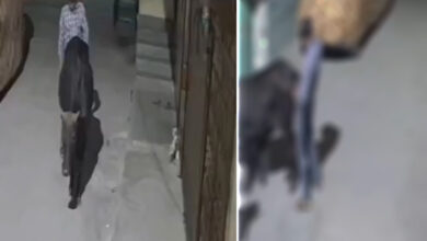 نوجوانوں نے گائے کا ریپ کردیا، ویڈیو وائرل ہونے پر دو ہندو نوجوان گرفتار (ویڈیو)