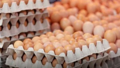 Egg prices in America، امریکہ میں انڈوں کی قیمتیں آسمان کو چھونے لگیں، جان کر آپ بھی چونک جائیں گے!
