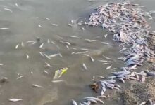 Gadwal Fish Kill: ضلع گدوال کے بڑے تالاب میں 12ٹن مچھلیاں ہلاک