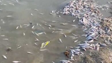 Gadwal Fish Kill: ضلع گدوال کے بڑے تالاب میں 12ٹن مچھلیاں ہلاک
