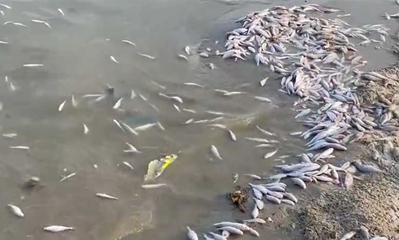 Gadwal Fish Kill: ضلع گدوال کے بڑے تالاب میں 12ٹن مچھلیاں ہلاک