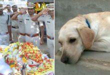 Sniffer dog Yami dies، اسنیفرڈاگ یامی کی موت، سرکاری اعزازات کے ساتھ آخری رسومات