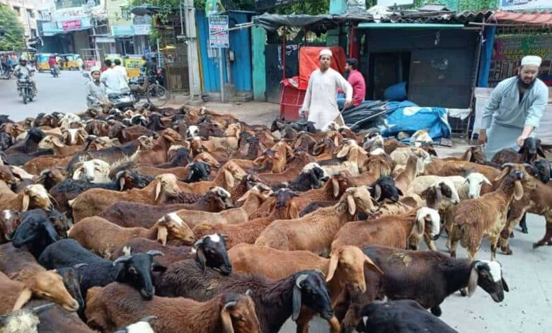 حیدرآباد میں عید کے موقع پر بکروں اوردنبوں کی قیمتوں میں اضافہ