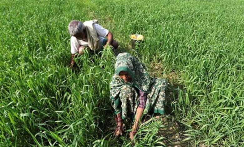 جنوب مغربی مانسون کی قبل از وقت آمد، کسان خریف سیزن کی تیاریوں میں مصروف
