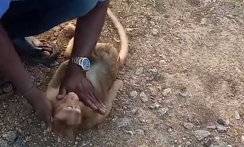 نوجوانوں نے سی پی آر دے کر بندر کی جان بچائی