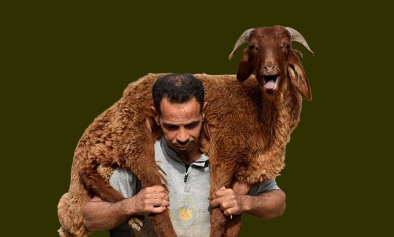 قربانی، کھلے مقامات پر نہ کی جائے: نائب امام شعبان بخاری