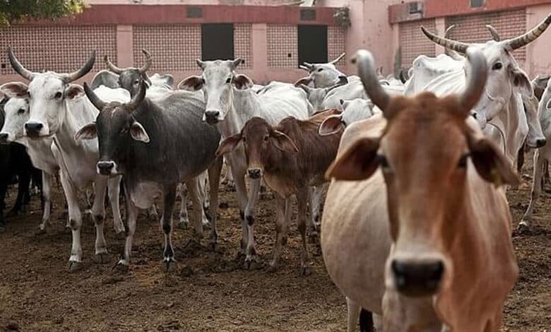 تلنگانہ کے نرمل ضلع میں انوکھا واقعہ، چوروں نے کار میں دوگائیوں کی چوری کرلی