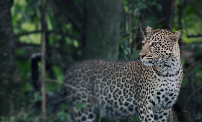 حیدرآباد کے مضافاتی علاقہ بالاپور میں ایک بار پھر تیندوے کی آہٹ، شہریوں میں تشویش