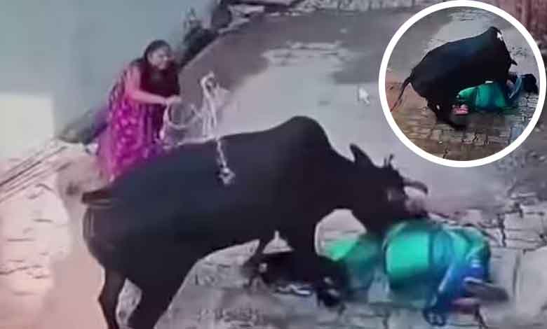 خاتون پر گائے کا جان لیوا حملہ، حالت نازک (ویڈیو)