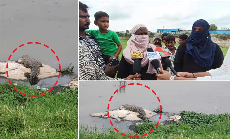 کشن باغ، اسد بابا نگر میں مگرمچھوں سے دہشت۔ تفصیلی خبر (ویڈیوز)