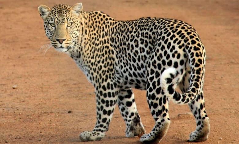 آر سی آئی حیدرآباد میں تیندوں کی موجودگی کا شبہ، محکمہ جنگلات کے عہدیداروں نے ٹریپ کیمرہ نصب کیے