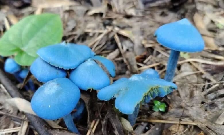 تلنگانہ کے کاغذ نگر کے جنگلات میں رنگ برنگی مشروم ، عوام حیرت زدہ