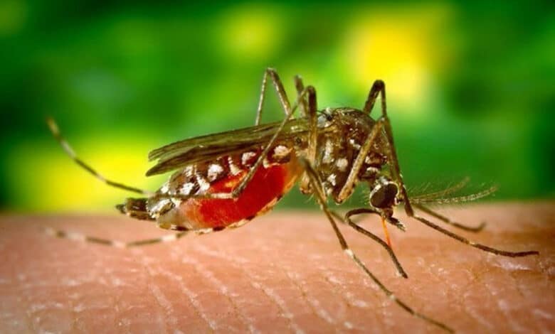 تلنگانہ: ڈینگی بخار سے ایک سات سالہ لڑکی کی موت