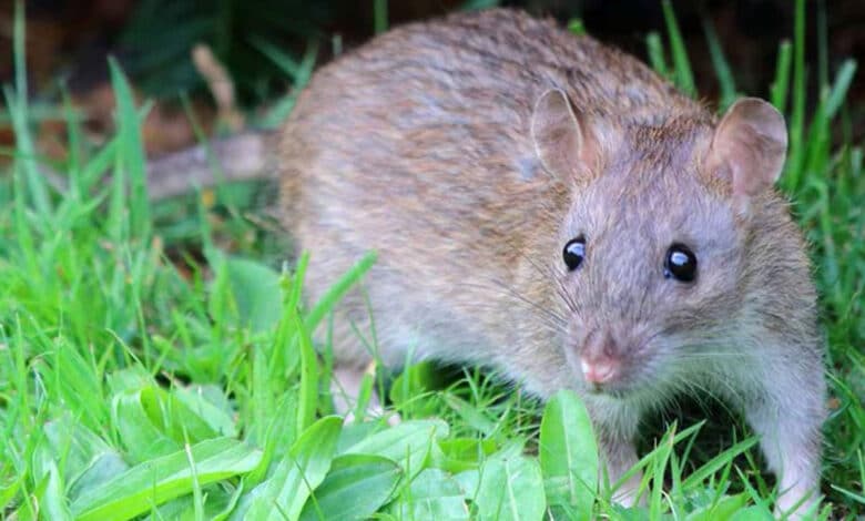 تلنگانہ کے ضلع کریم نگر میں ہاسٹل میں چوہوں نے طالبات کوکاٹ لیا