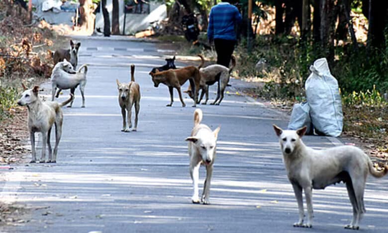 کیرلہ نے 2030 تک ریبیز سے ہونے والی اموات کا ہدف مقرر کیا
