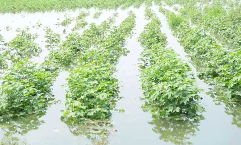 مسمسل بارش اور سیلابی صورتحال سے تلنگانہ بری طرح متاثر۔ ہزاروں ایکڑ پر کھڑی فصلیں تباہ