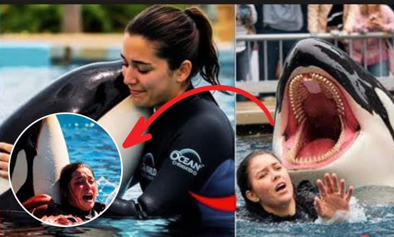 قاتل وہیل کے حملہ کا وائرل ویڈیو۔ اصل کہانی کیا ہے؟