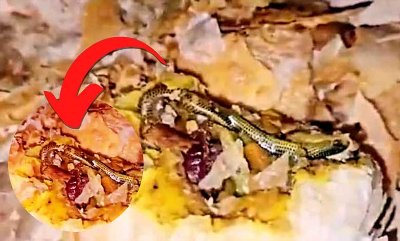 بیکری سے خریدے گئے کری پف(Curry Puff) میں سانپ نکل آیا۔ ویڈیو وائرل