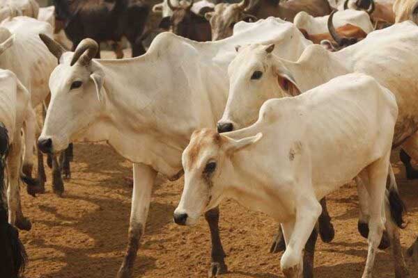 مارکٹ سکندرآباد سے بڑے جانور کے سرقہ کی ویڈیو وائرل، کیس درج۔ قریش برادری کو پھر نشانہ بنانے پولیس کی کوشش!