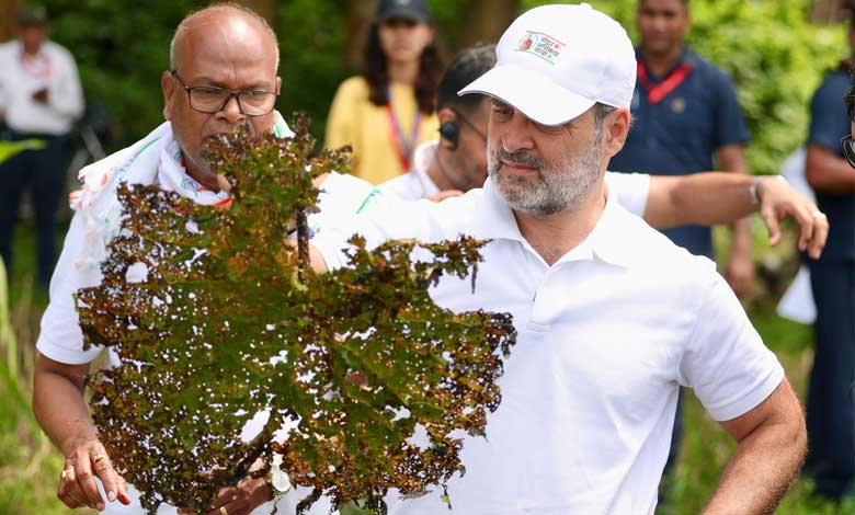 ووٹ چور حکومت کو مکھانہ کاشتکاروں کی پرواہ نہیں: راہول گاندھی