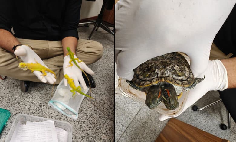 شمس آباد ایرپورٹ پر سامان سے چھپکلیاں ضبط۔ایک مسافر گرفتار