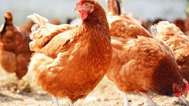 دیسی مرغیوں کی مفت تقسیم،تلنگانہ حکومت کا فیصلہ، کھانے والوں کو پروٹین اور پالنے والوں کو آمدنی