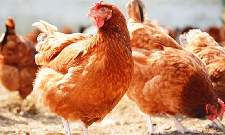 دیسی مرغیوں کی مفت تقسیم،تلنگانہ حکومت کا فیصلہ، کھانے والوں کو پروٹین اور پالنے والوں کو آمدنی