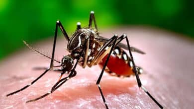 تلنگانہ کے مختلف اضلاع میں موسمی امراض میں اضافہ، ڈینگی کے معاملات تشویش ناک