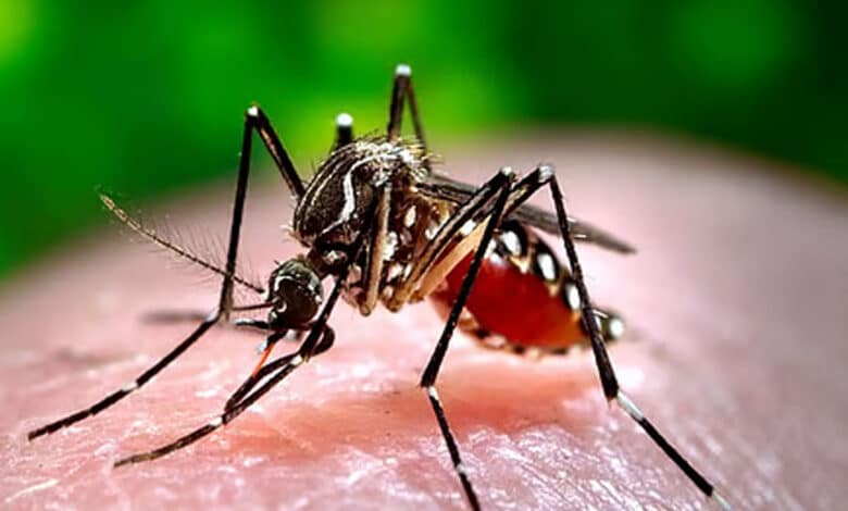 تلنگانہ کے مختلف اضلاع میں موسمی امراض میں اضافہ، ڈینگی کے معاملات تشویش ناک