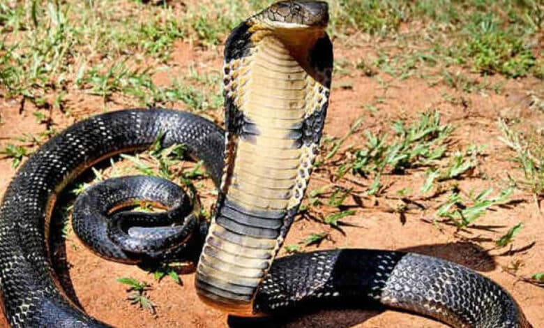 اےپی میں 18فیٹ کے ناگ سانپ کو پکڑا گیا