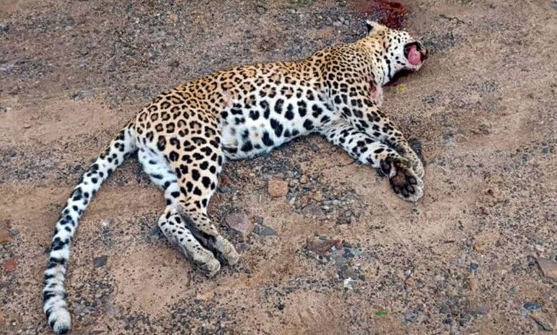 تلنگانہ: نامعلوم گاڑی کی ٹکر۔تیندوا ہلاک