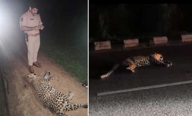 نظام آباد میں سڑک حادثہ میں تیندوا ہلاک