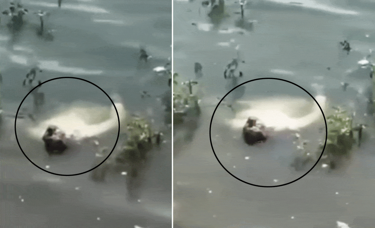 انسٹا گرام پرریل بنانے کا جنون، نوجوان سیلابی پانی میں لاش کی طرح تیرتا رہا (ویڈیو وائرل)