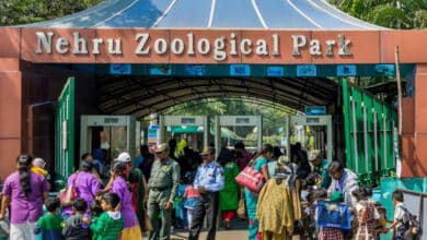 حیدرآباد کے نہروزوالوجیکل پارک میں تین زیبرا کو ان کے پنجرے میں چھوڑاگیا