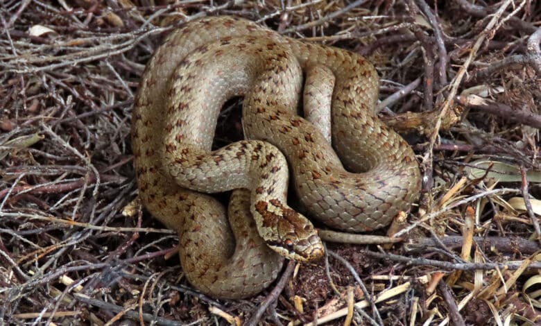 تلنگانہ: اپارٹمنٹ کی دوسری منزل پر اژدھے کی موجودگی سے سنسنی